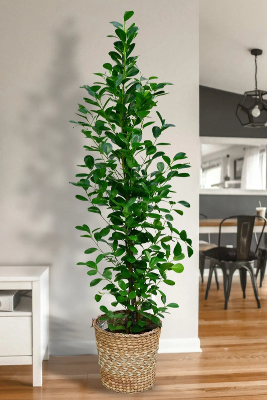 XXL Chinesische Feige Ficus Moclame, 140-150cm