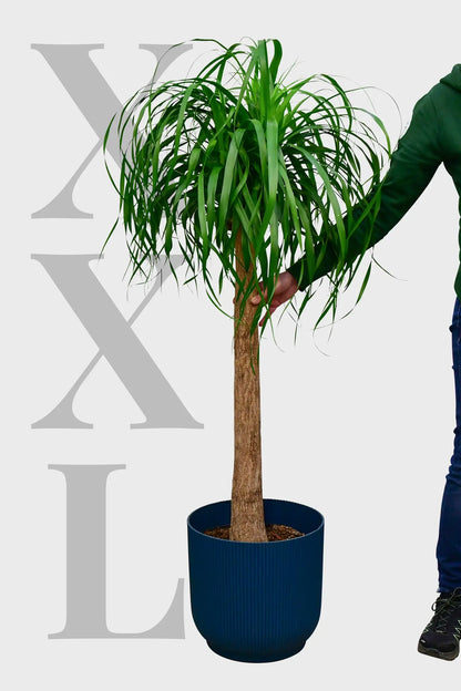 XXL Elefantenfuß Beaucarnea Nolina, 130-140cm