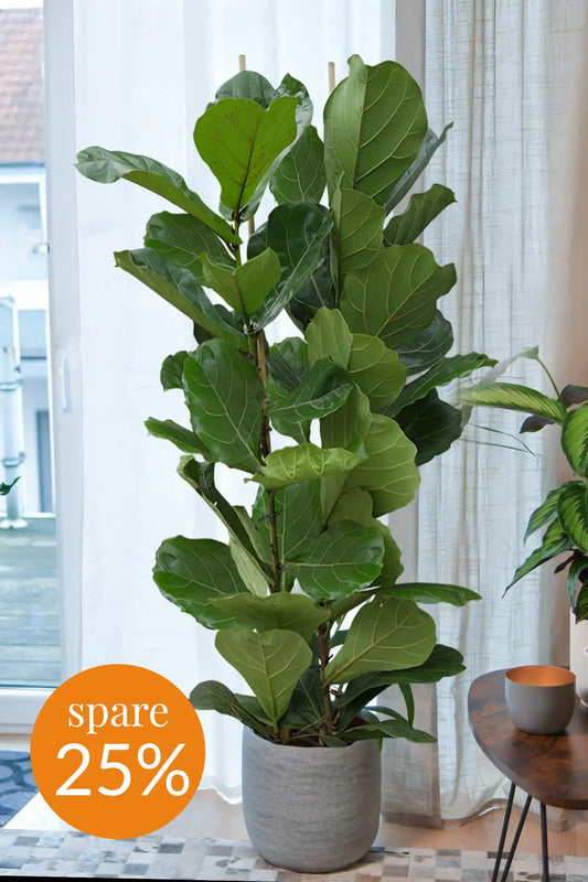 SPECIAL OFFER XXL Geigenfeige, 150-160cm