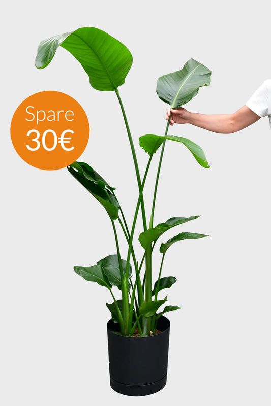 SPECIAL OFFER XXL Strelitzie 150-160cm
