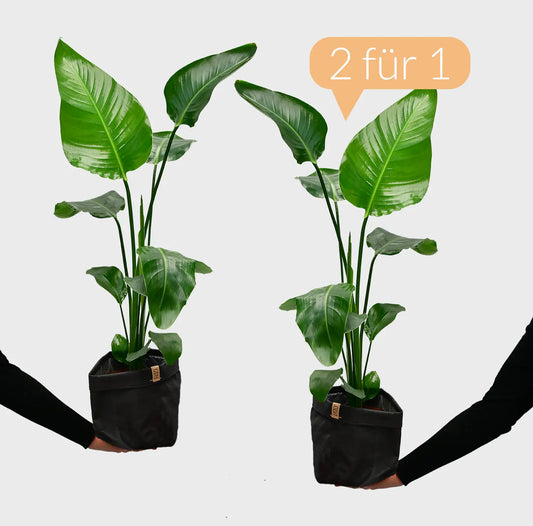 SPECIAL OFFER 2 für 1 Strelitzie