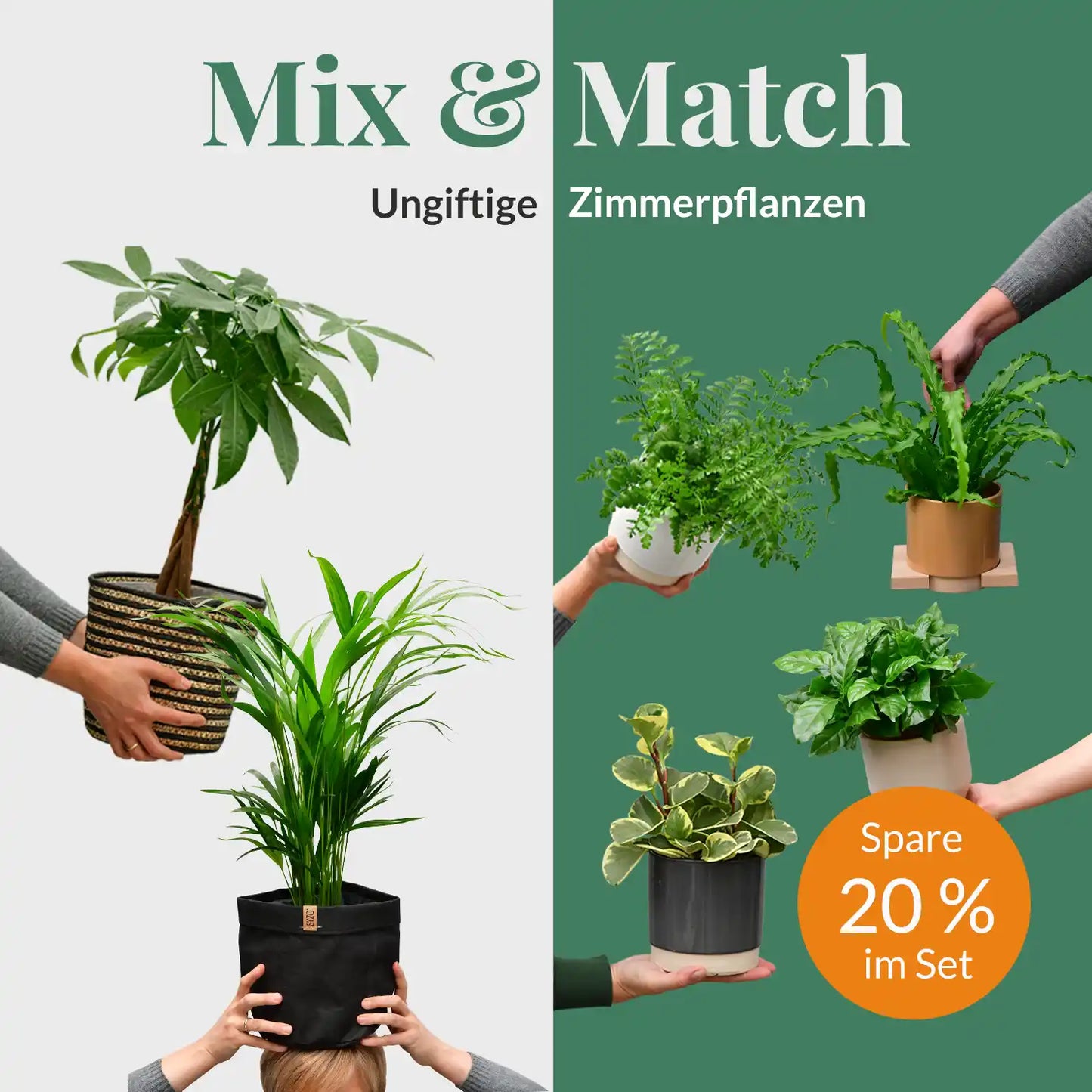 Mix & Match 6er Box Ungiftige Pflanzen