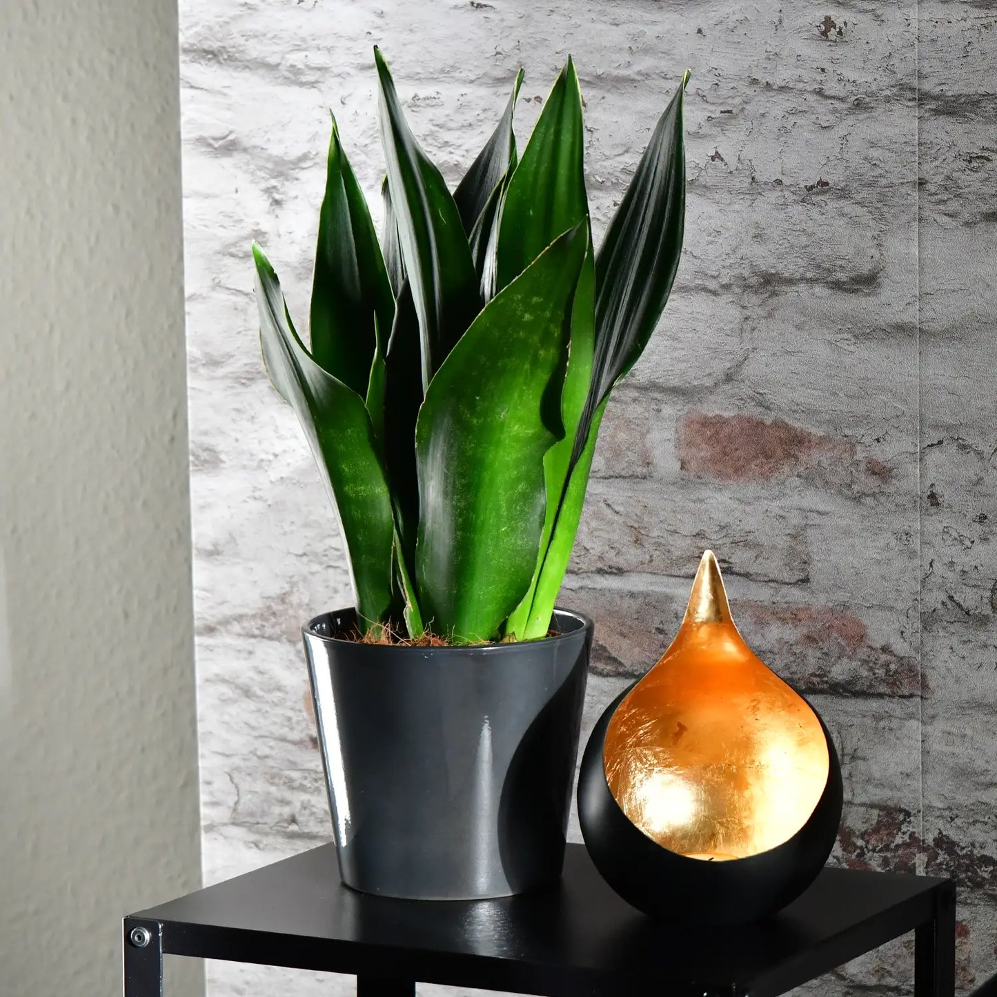 Sansevieria Black Diamond