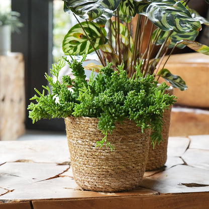 Zimmerpflanze Rhipsalis neben Calathea auf Holztisch