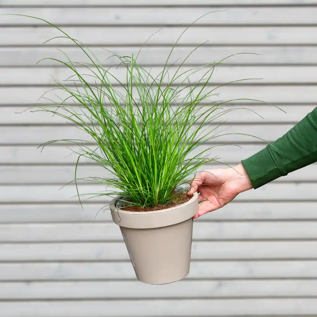 Carex Gras