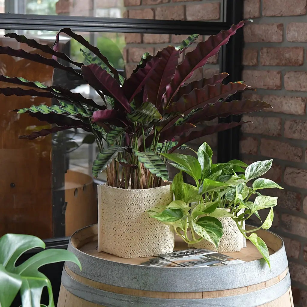 Calathea Lancifolia in natürlichem Übertopf und Efeutute Marble Queen auf Tisch