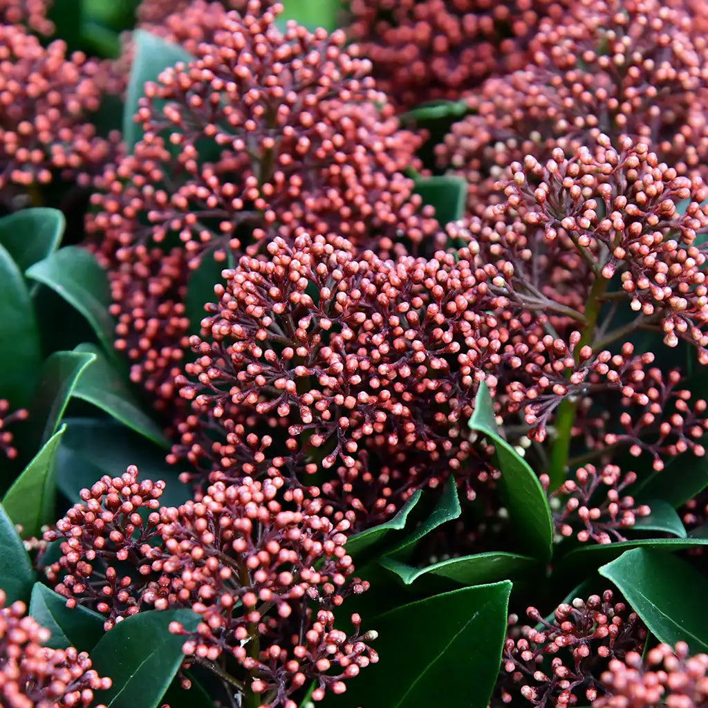 Blütenskimmie in Rot