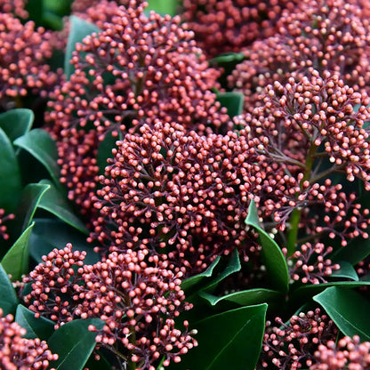 Blütenskimmie in Rot