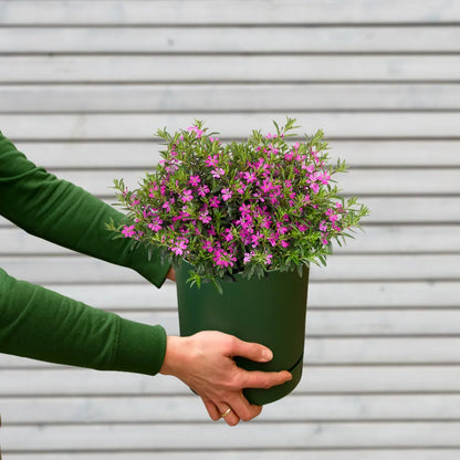 Sommerstaude Myrtispflanze in Lila