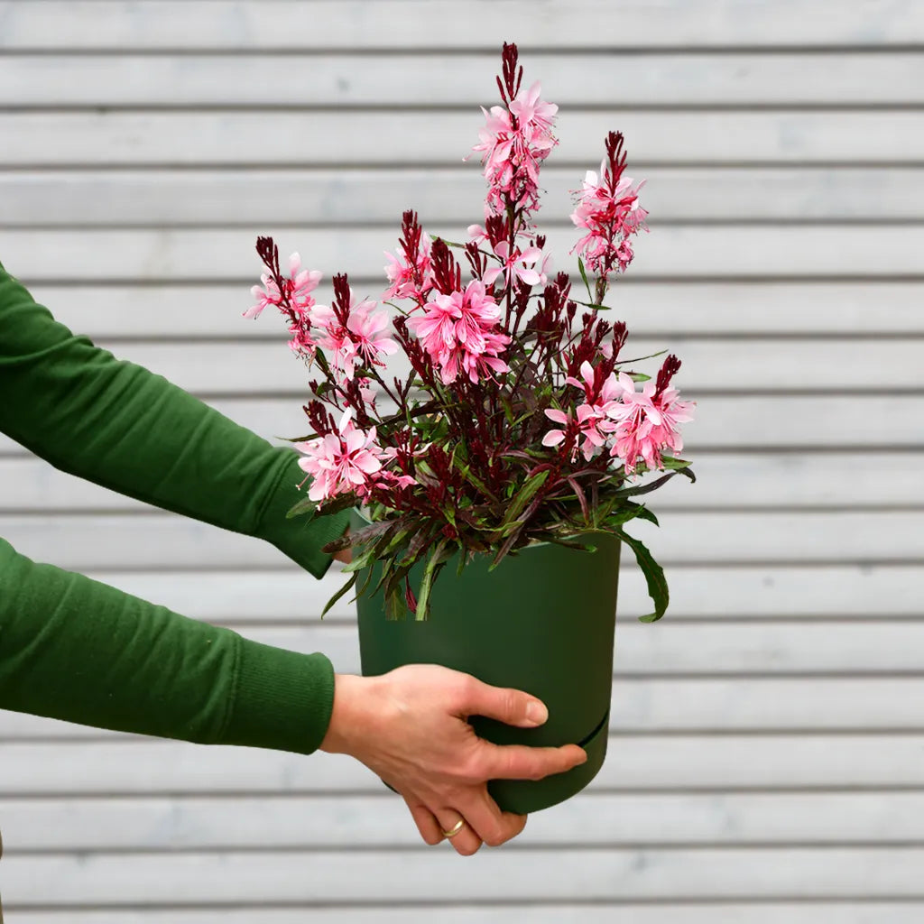 Sommerstaude Prachtkerze Gaura