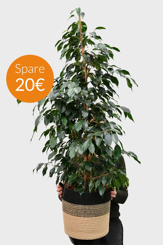 SPECIAL OFFER XXL Ficus Benjamini
