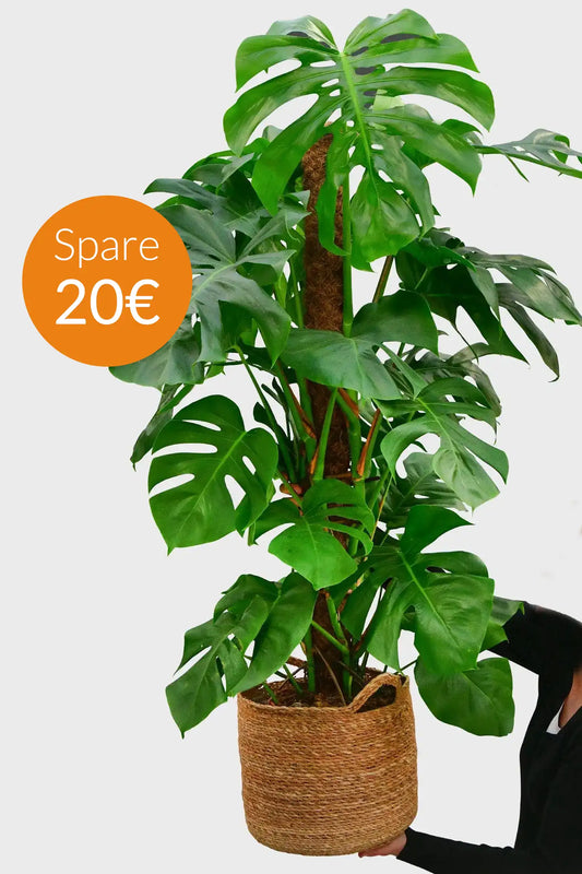 SPECIAL OFFER XXL Monstera mit Stab, 130-140cm