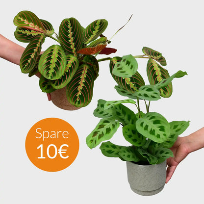 2er Box Marvelous Maranta´s