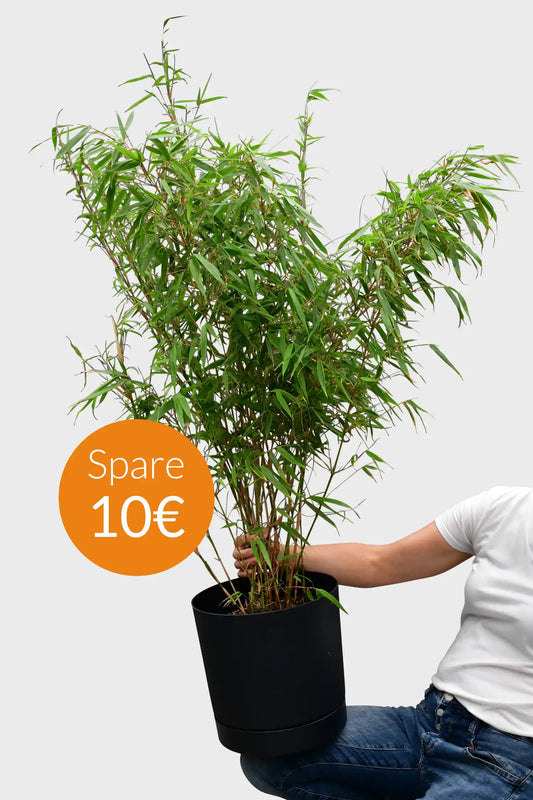 SPECIAL OFFER Große Bambuspflanze als Sichtschutz
