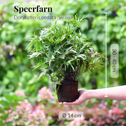 SPECIAL OFFER 4er Box Farn Dschungel