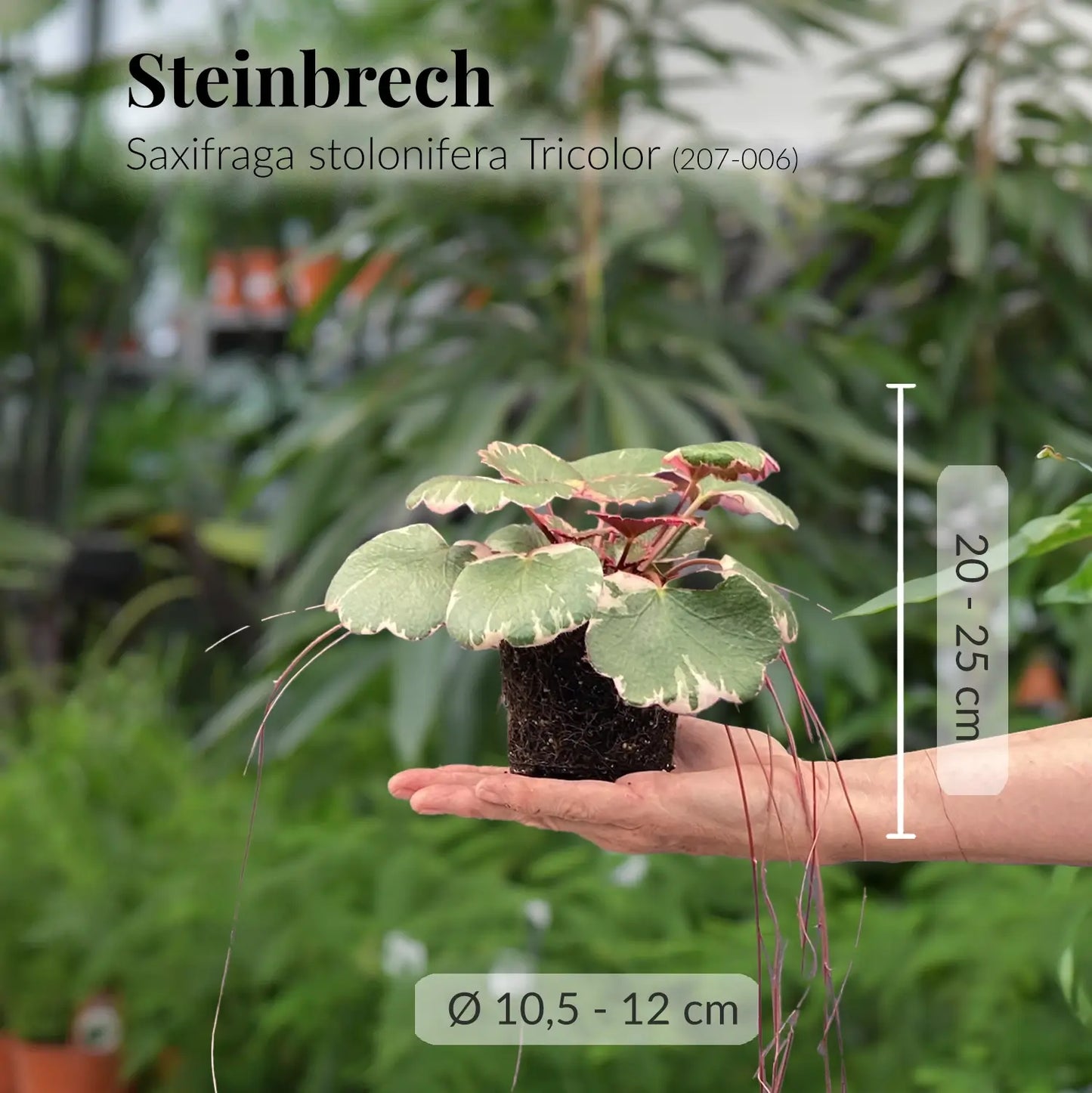 Steinbrech Saxifraga mit gesunden Wurzeln direkt beim Gärtner
