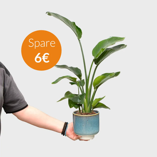 SPECIAL OFFER Strelitzia