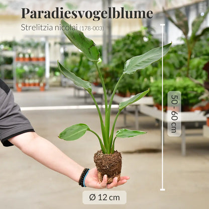 Strelitzia