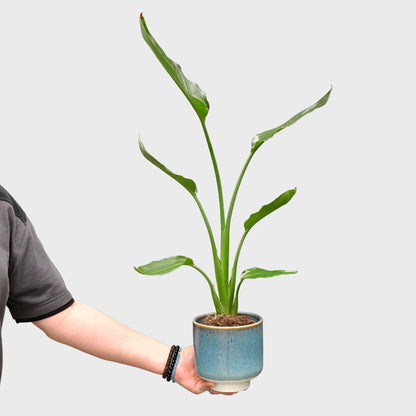 Strelitzia