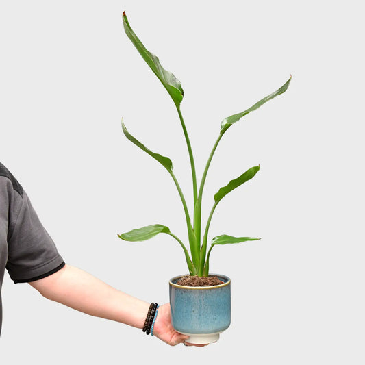 Strelitzia
