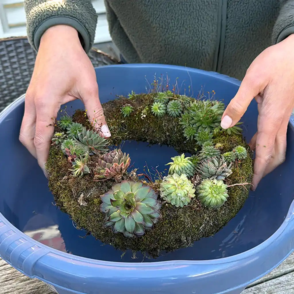 Sukkulentenkranz bewässern mit einem Wasserbad