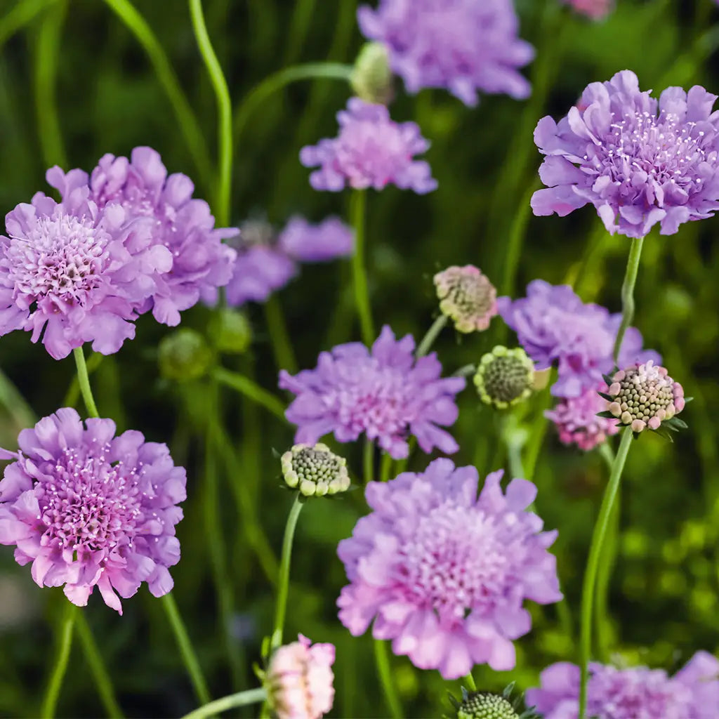 Tauben Scabiosa in blau