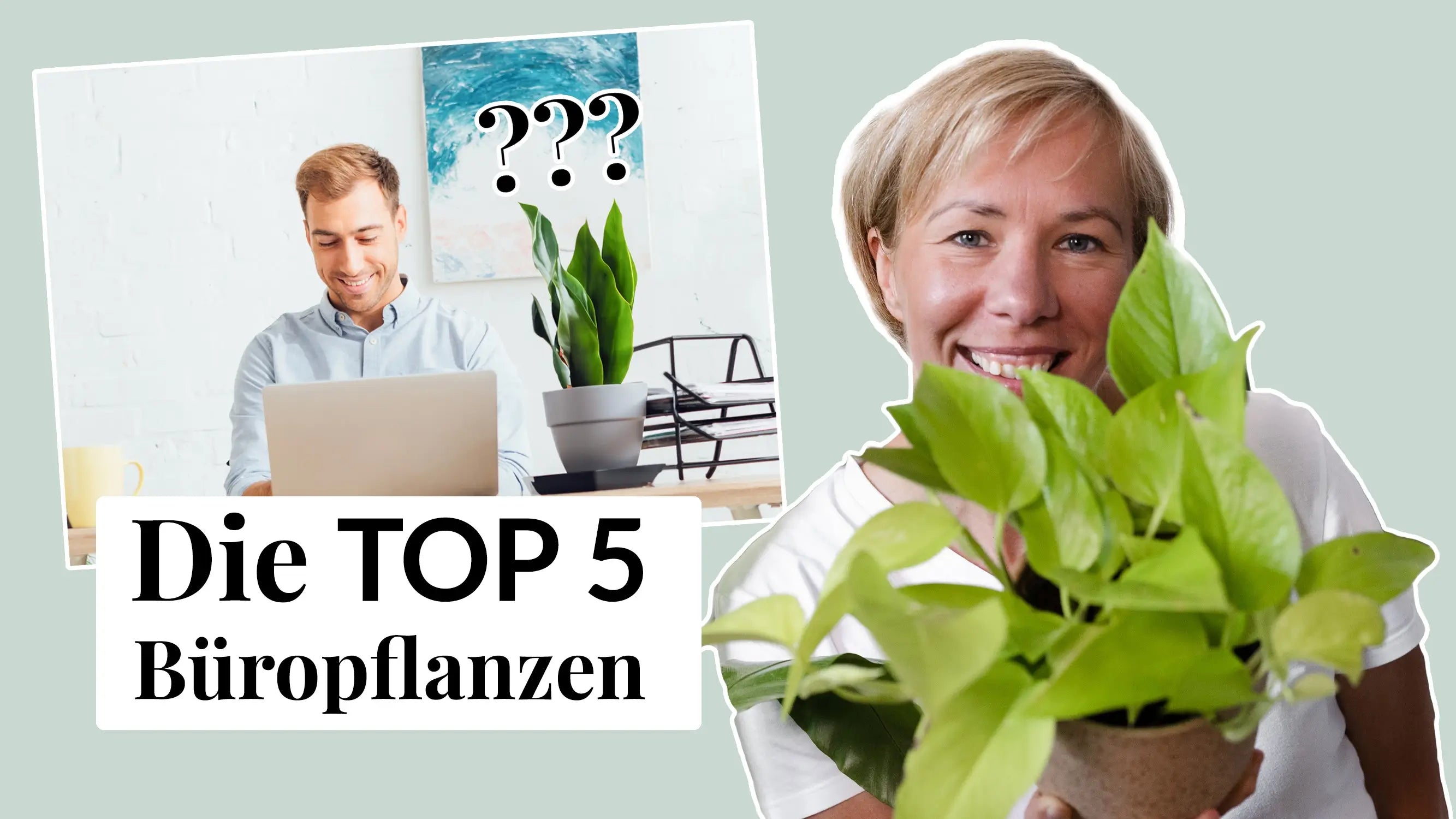 Video laden: Grünpflanzen im Office: Die 5 besten Büropflanzen und 3 nützliche Tipps dazu