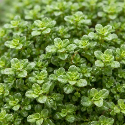 Kräuter Detailbild vom winterharten Thymian 