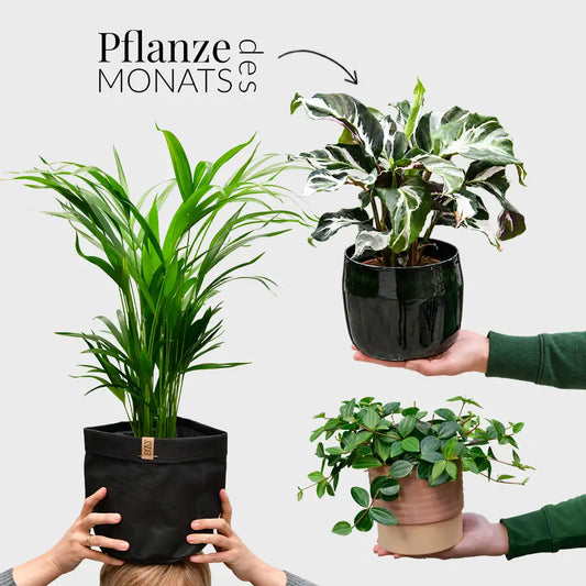 Zimmerpflanzen Set aus Goldfruchtplame, Calathea Fusion und Peperomia Rocco Verde, alle ungiftige Pflanzen