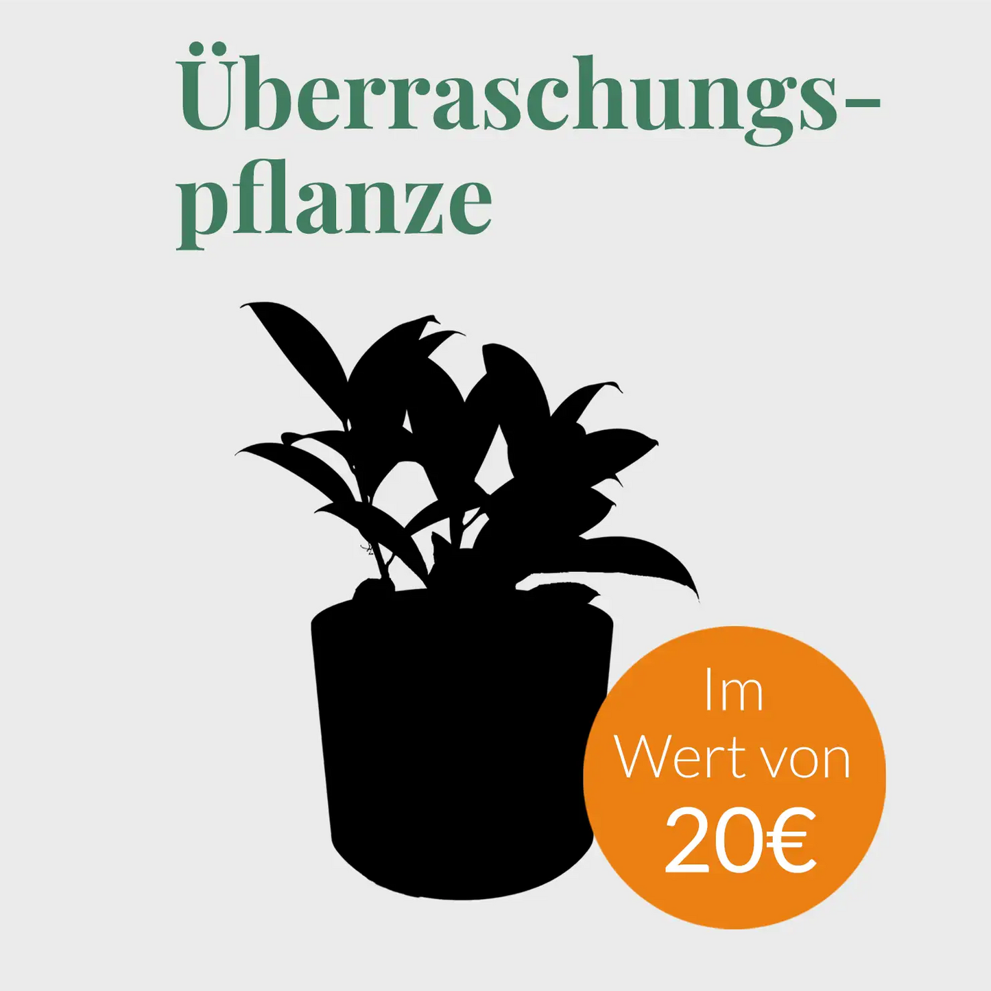 Überraschungspflanze im Wert von 20€