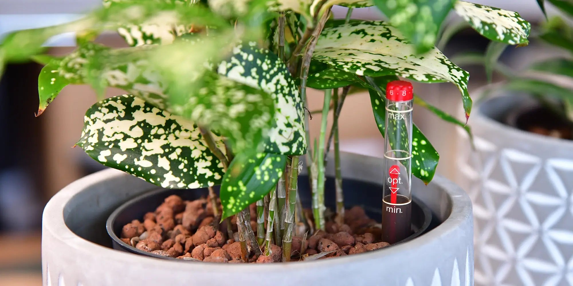 Dracaena in HYdrokultur in Übertopf mit Wasserstandsanzeiger