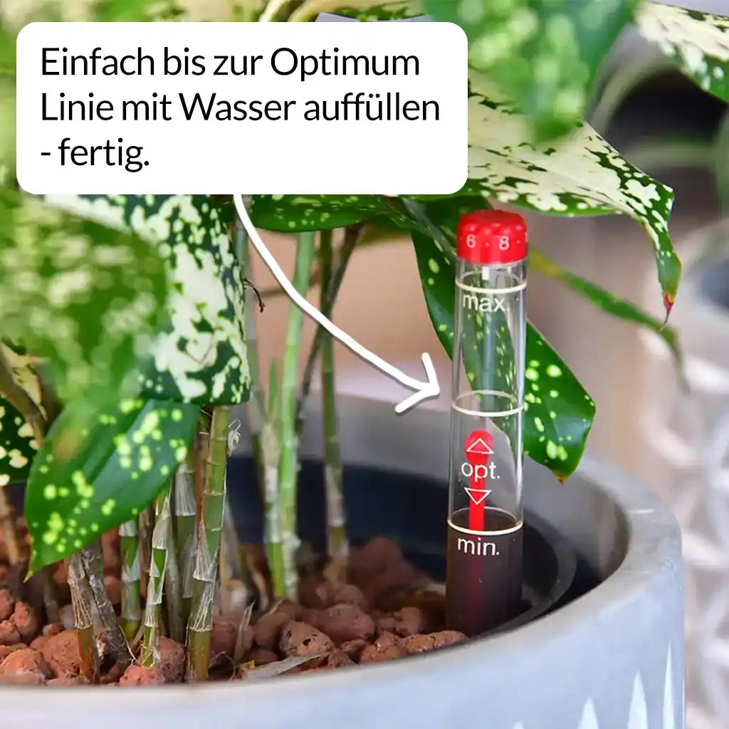 Palettenset Classico: 15 Büropflanzen in Hydrokultur