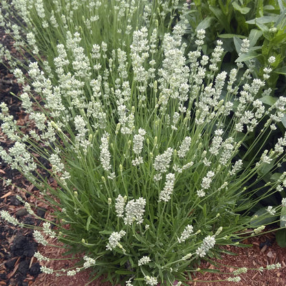 Weißer Lavender draussen gepflanzt