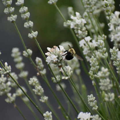 3er Box Weiße Lavendel Pflanzen