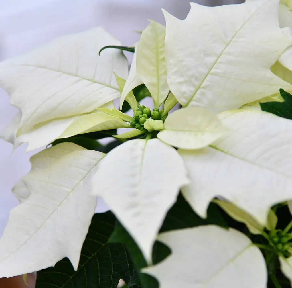 Weiße, große Braktee vom Weihnachtsstern