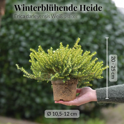 Mix & Match Winterharte Balkonpflanze