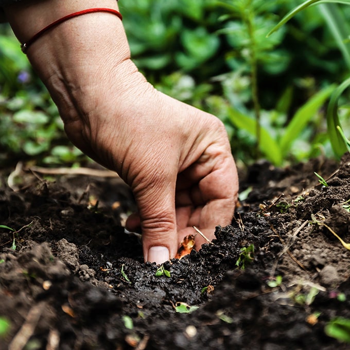 Erde Gartenboden mit Pflanzenkohle