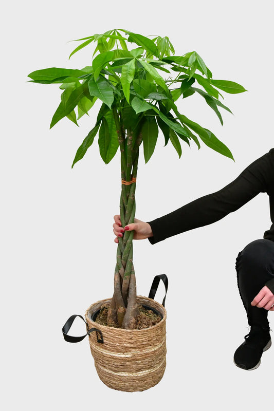 SPECIAL OFFER XXL Glückskastanie 140-150cm