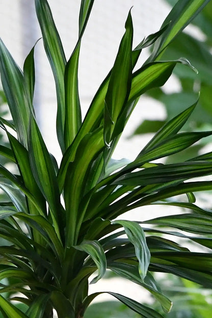 Hydro XXL Dracaena Rikki, 140-160cm