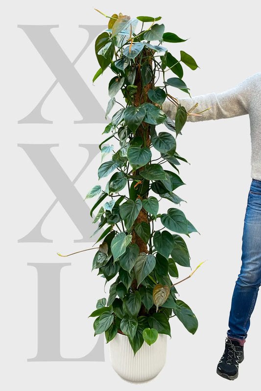 XXL Kletterphilodendron direkt vom Gärtner kaufen