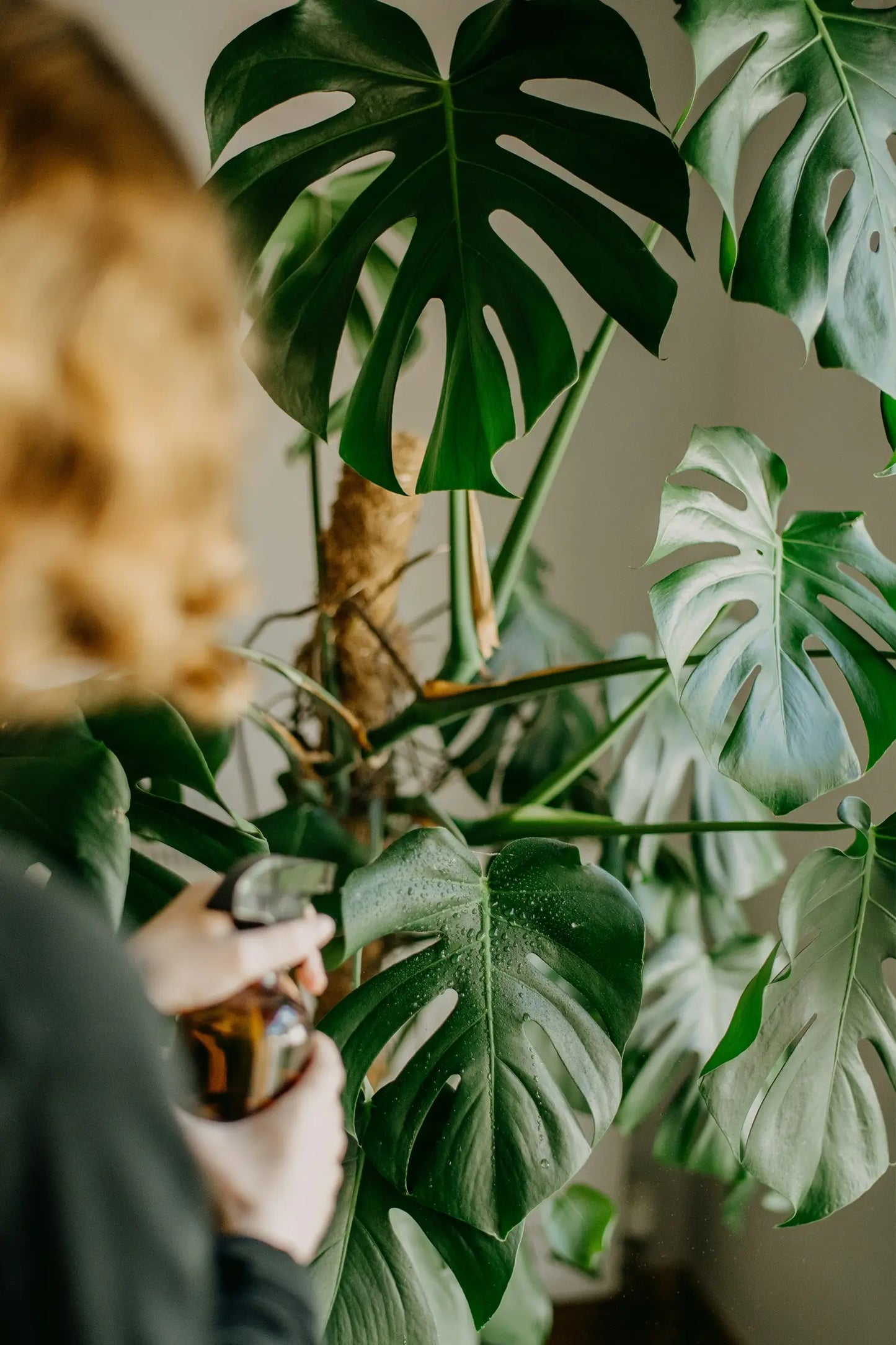 Große Monstera am Stab mit Sprühflasche pflegen