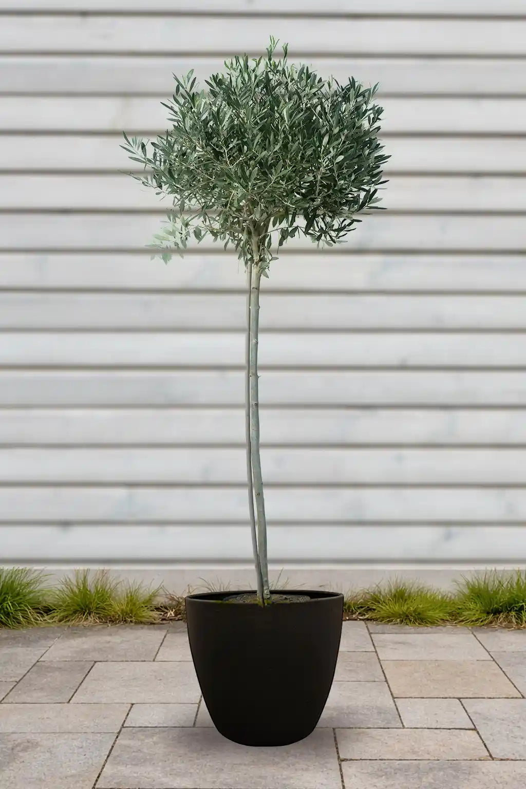 XXL Olivenbaum 140-150cm