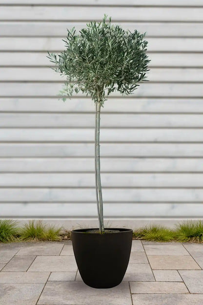 XXL Olivenbaum 140-150cm