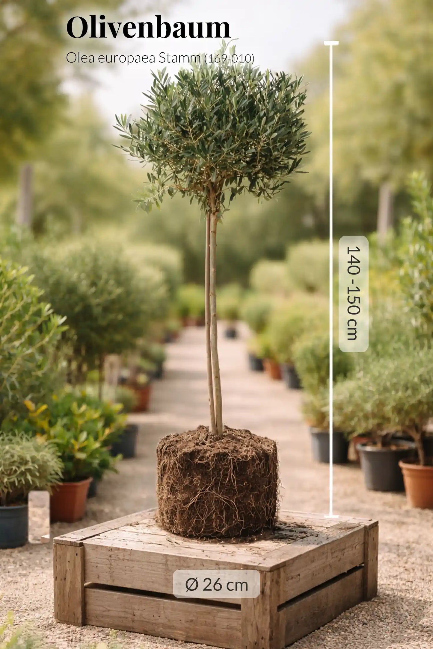 XXL Olivenbaum 140-150cm