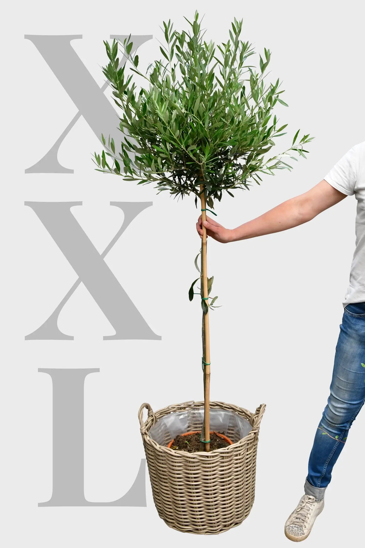 XXL Olivenbaum 160-170cm frisch vom Gärtner bestellen