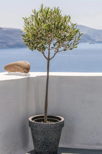 XXL Olivenbaum, 160-170cm