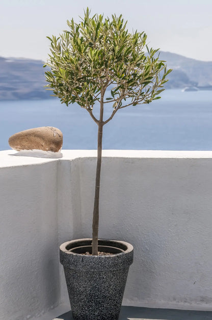 XXL Olivenbaum auf Terrasse mediterran