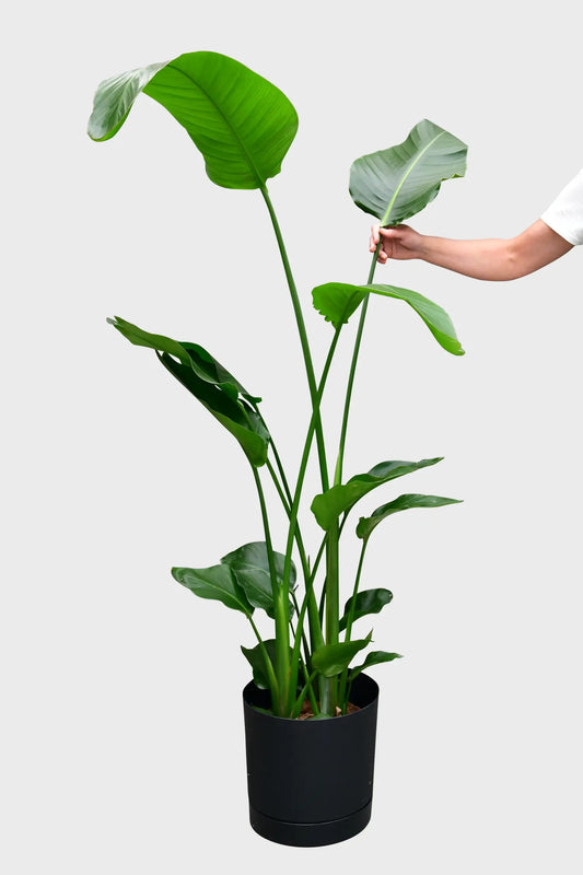 SPECIAL OFFER XXL Strelitzie 150-160cm