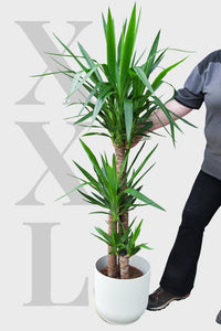 XXL Yucca Palme 3 stämmig, 130-140cm