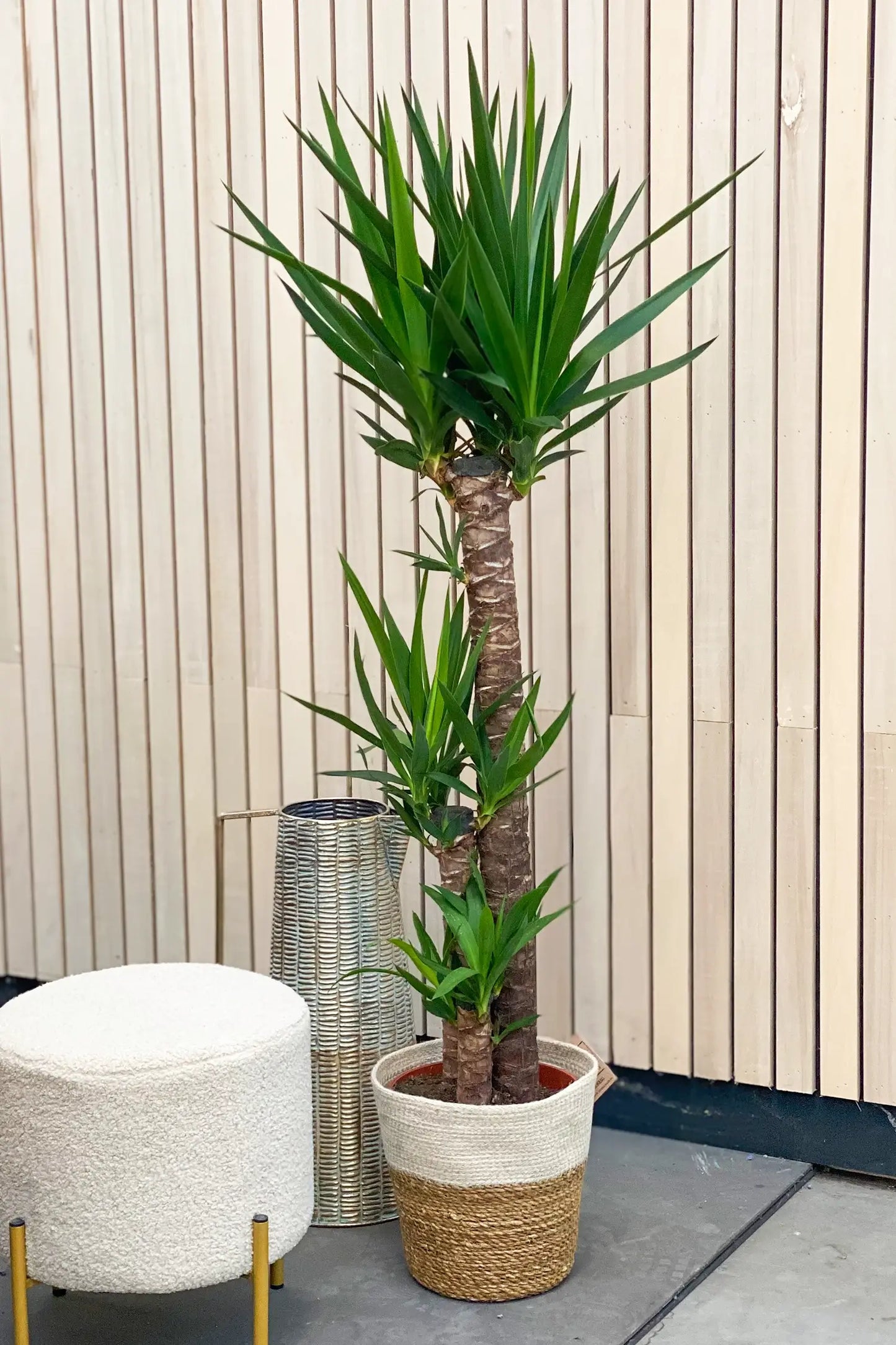 Groe XXL Yucca Palme mit Deko im Wohnzimmer